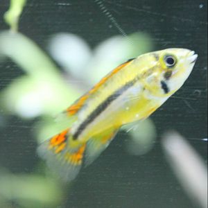 Cichlid ID