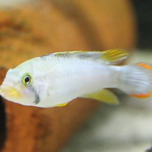 Apistogramma panduru