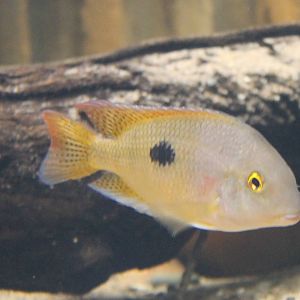 Hypsophrys nicaraguensis