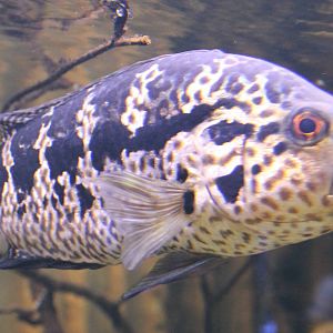 Parachromis managuense