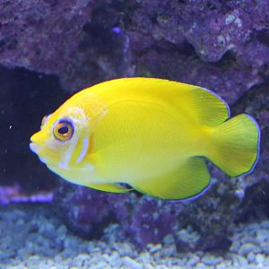 Centropyge flavissima