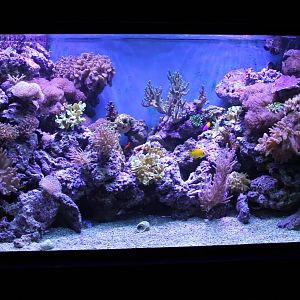 Coralfish aquarium