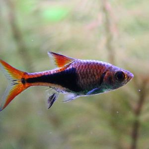 Harlequin rasbora