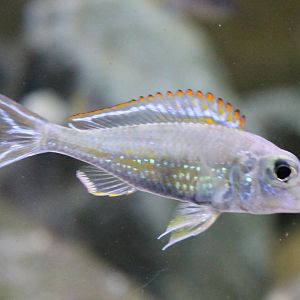 Callochromis pleurospilus