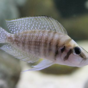 Altolamprologus calvus