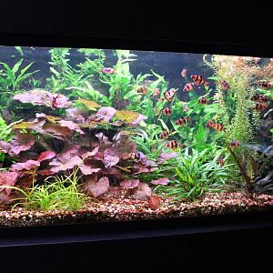 Tiger barb aquarium