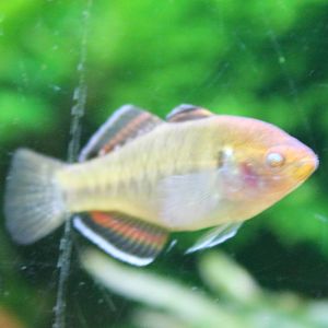 Hypseleotris compressa