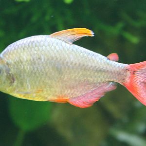 I guess Colombian tetra