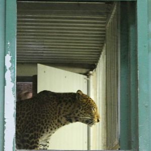 Javan leopard