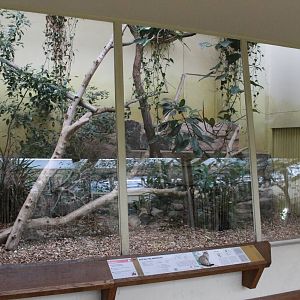 Enclosure Palawan leopard cat