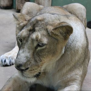 Asian lion