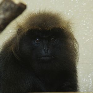 Nilgiri Langur (Trachypithecus johnii), August 2015