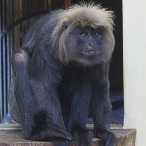 Nilgiri Langur (Trachypithecus johnii), August 2015