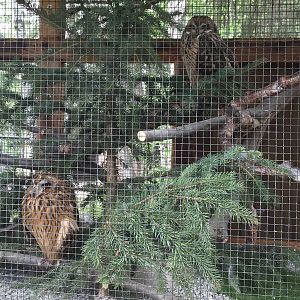 Short-eared Owls