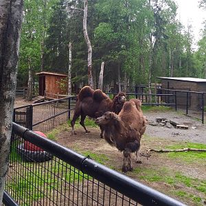 Bactrian Camels