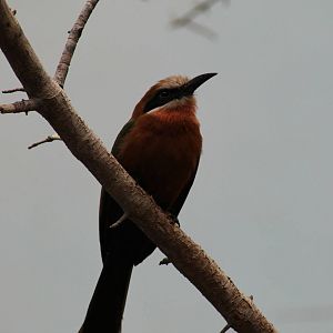 White-Fronted Bee-Eater