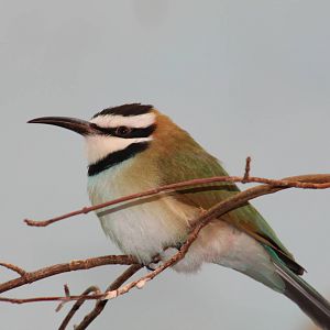 White-Throated Bee-Eater