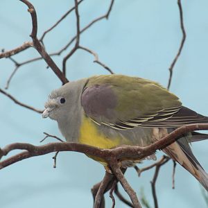 Bruce's Green Pigeon