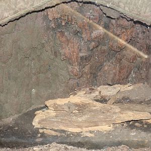 Goliath Bird-Eating Tarantula Enclosure