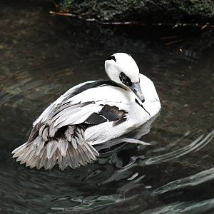 Smew