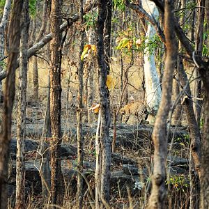 Panthera pardus fusca