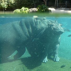 Hippo at San Diego Zoo 23rd April 2016