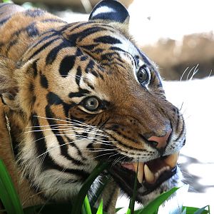 Malayan Tiger at San Diego Zoo 23rd April 2016