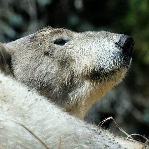 Polar Bear at San Diego Zoo 23rd April 2016