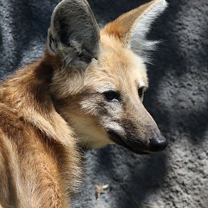 Maned Wolf at San Diego Zoo 23rd April 2016
