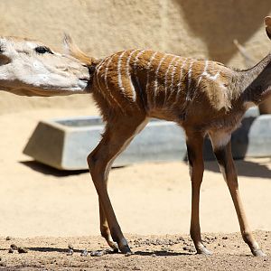 Lesser Kudu at San Diego Zoo 23rd April 2016