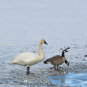 Tundra Swan and Cackling Geese - Alaska