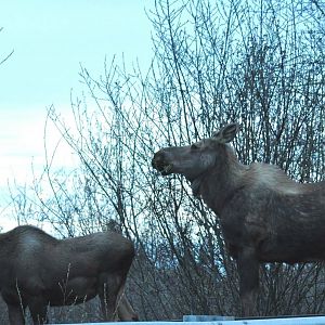 Moose - Alaska