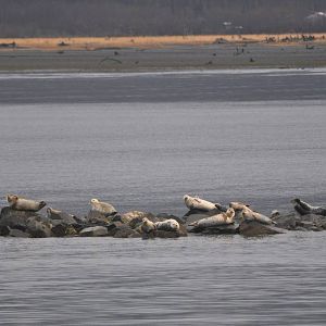Pacific Harbor Seals - Alaska