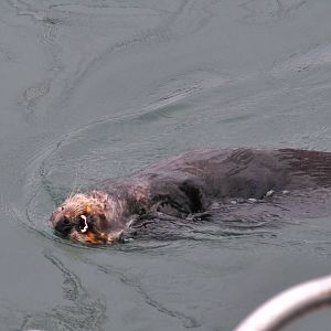 Sea Otter - Alaska
