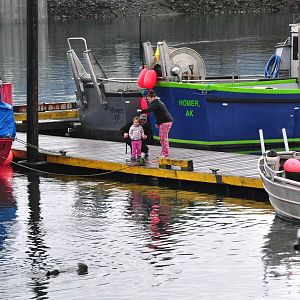 Sea Otter off the docks - Alaska