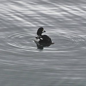 Barrows Goldeneye- Alaska