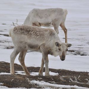 Caribou - Alaska