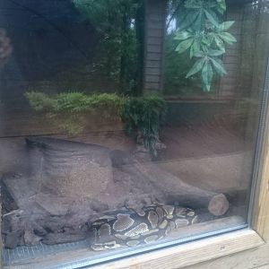 Ball python enclosure