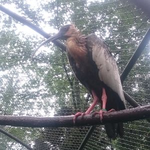 Buff-necked ibis