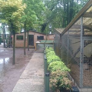 Tamandua and Yellow-throated marten enclosures