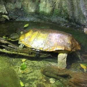Malayan flat-shelled turtle