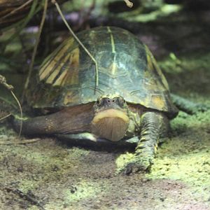 Indochinese box turtle