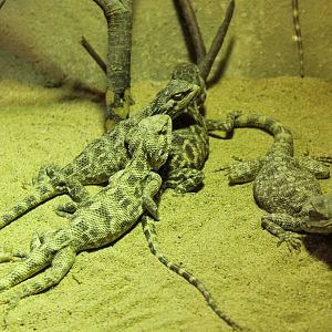 I think Steppe agamas