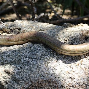 Scheltopusik at San Diego Zoo 23rd April 2016
