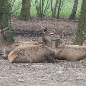 Red deers