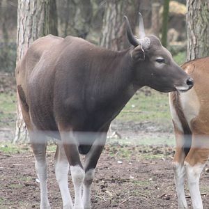 Banteng - young bull