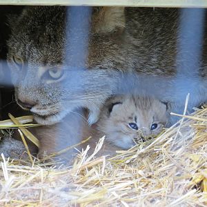 Canada Lynx