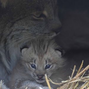 Canada Lynx (Closeup)