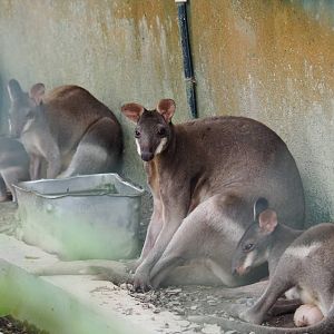 Dusky Pademelons - Zoo Negara Jan 2016
