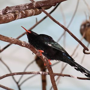 Green Wood Hoopoe